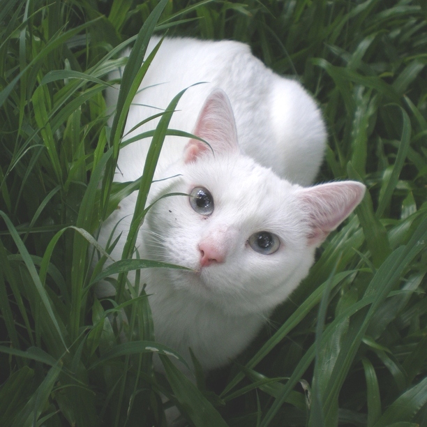 Lying In Long Green Grass